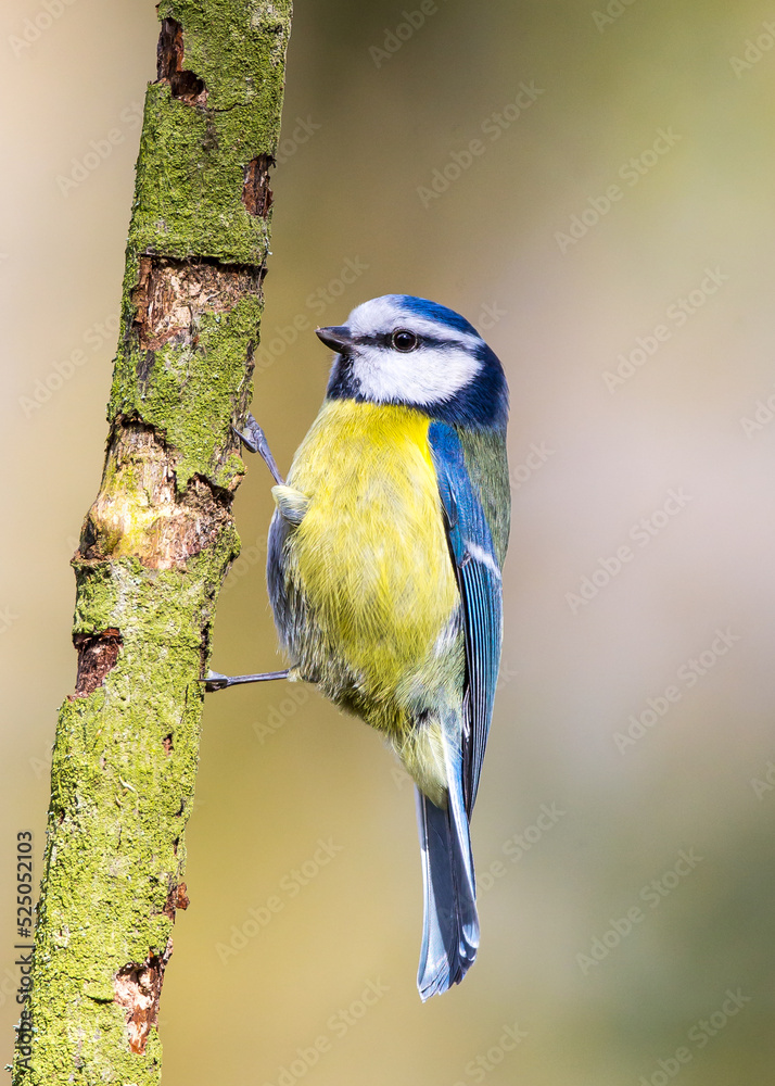 Fototapeta premium Blue tit