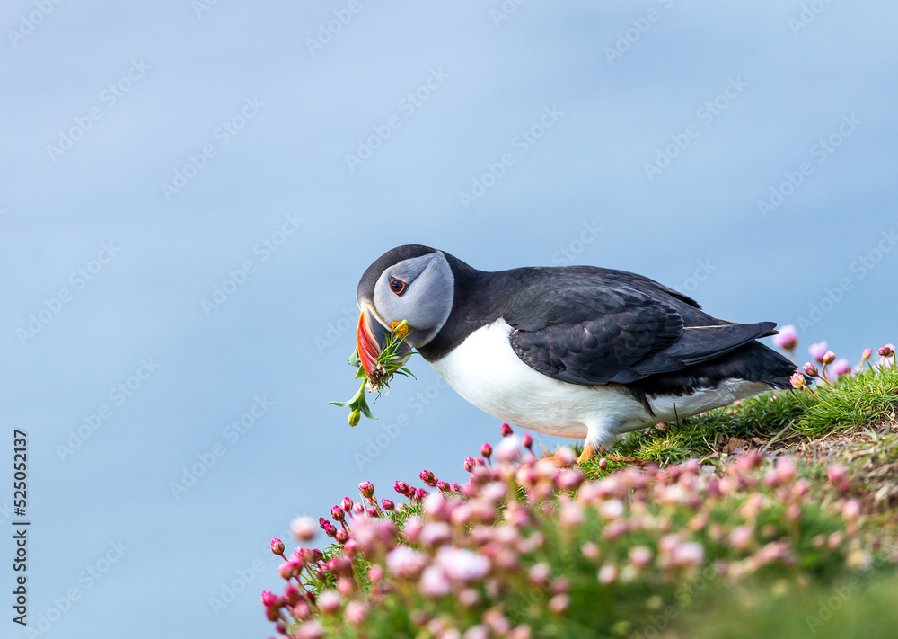 Fotografie Puffin