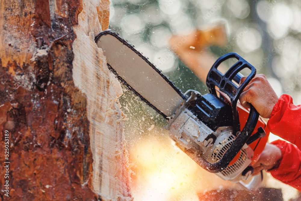 Concept industry timber. Professional man woodcutter saws cut tree with chainsaw on sawmill with sun light
