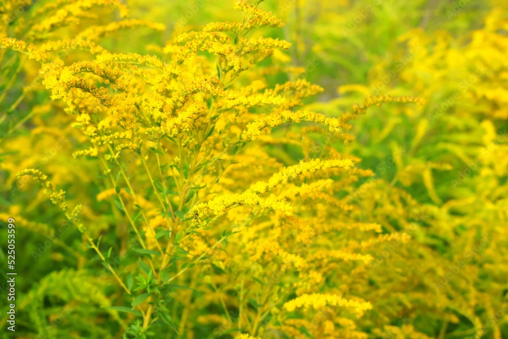 Solidago, commonly called goldenrods, are herbaceous perennial species found in open areas such as meadows, prairies, and savannas. 