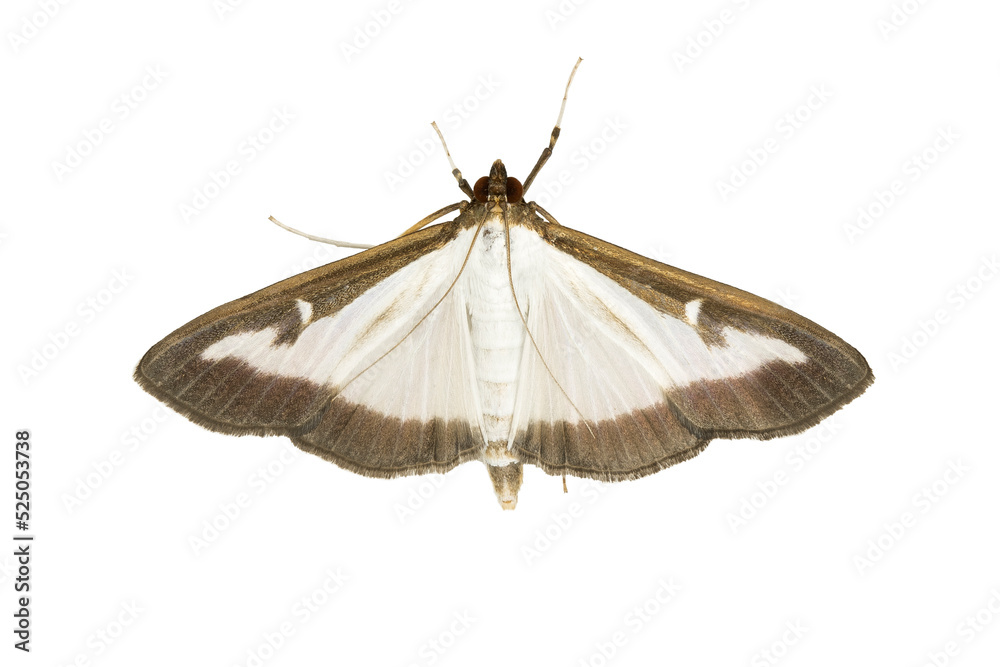 Φωτογραφία Boxwood borer (Cydalima perspectalis) is an East Asian small butterfly of the fa
