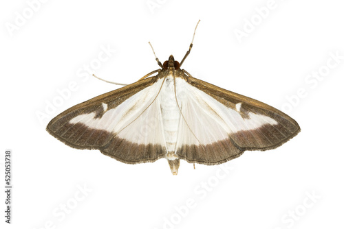 Boxwood borer (Cydalima perspectalis) is an East Asian small butterfly of the family Crambidae, isolated on a white background