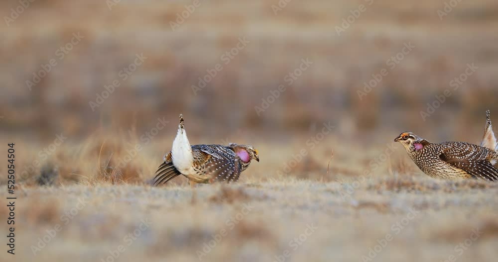 Sharp-tailed Grouse Mating Ritual Dance On Lekking Habitat. Tympanuchus Phasianellus. ground-level shot
