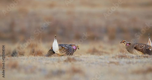 Sharp-tailed Grouse Mating Ritual Dance On Lekking Habitat. Tympanuchus Phasianellus. ground-level shot photo