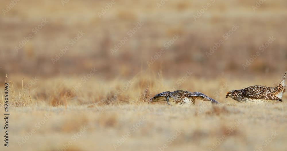 Sharp-tailed Grouse On Lek Performing Mating Ritual Dance In Saskatchewan, Canada. ground-level shot Sharp-tailed Grouse On Lek Performing Mating Ritual Dance In Saskatchewan, Canada. ground-level shot