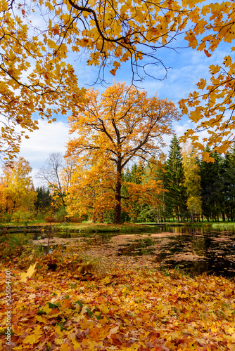 Autumn foliage in Catherine park  Pushkin  Tsarskoe Selo   Saint Petersburg  Russia