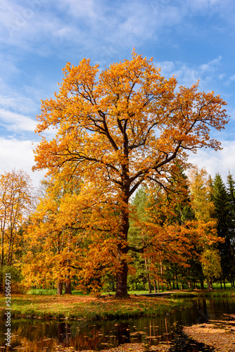 Oak tree in autumn foliage in Catherine park  Pushkin  Tsarskoe Selo   Saint Petersburg  Russia