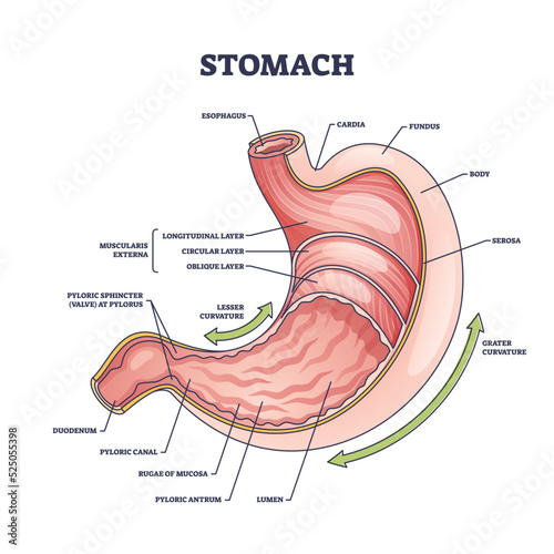 Stomach anatomy or digestive organ detailed inner structure outline diagram. Labeled educational scheme with medical physiology or internal colon parts vector illustration. Muscularis externa location photo