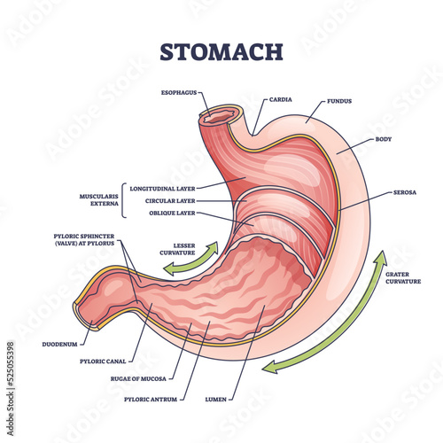 Stomach anatomy or digestive organ detailed inner structure outline diagram. Labeled educational scheme with medical physiology or internal colon parts vector illustration. Muscularis externa location