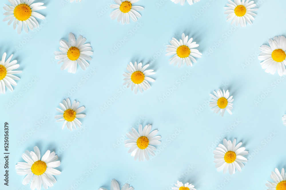 Daisy flower on blue background. Floral pattern. Flat lay.