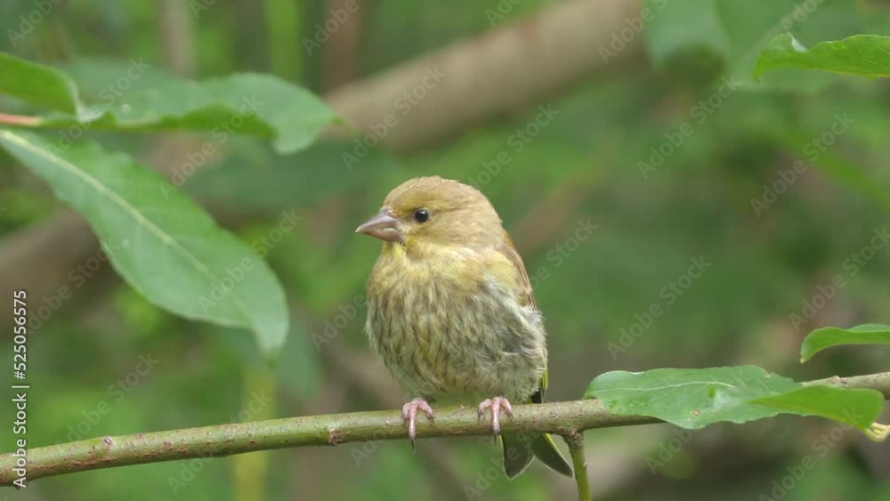 greenfinch juvenile perched branch turn around natural world norway greenfinch juvenile perched branch turn around natural world norway