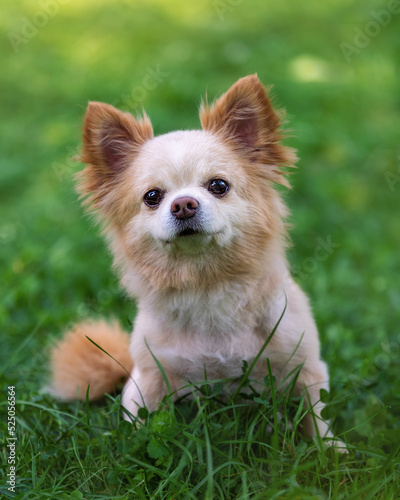 Portrait of a small cute chihuahua dog in a green meadow.