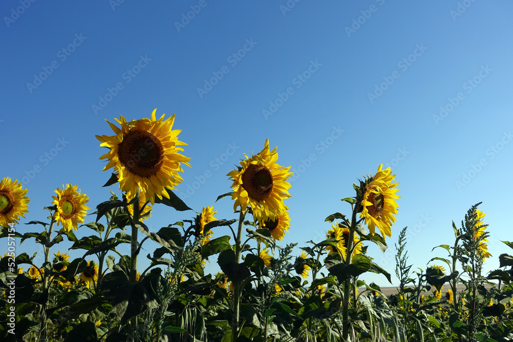 Φωτογραφία thousands of sunflowers in sunflower field and blue sky, early morning sunflower