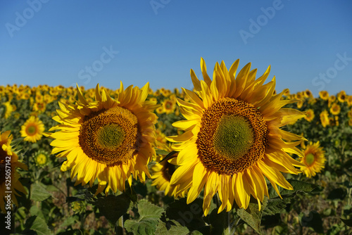 fields planted with sunflowers in continental climate, thousands of yellow-flowered sunflowers, © kodbanker