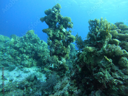 Colony of colorful corals and small exotic fishes at the bottom of the Red sea in Egypt, travel concept