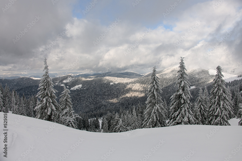 great view on snowy forest of evergreen snow-covered fir trees and mountains