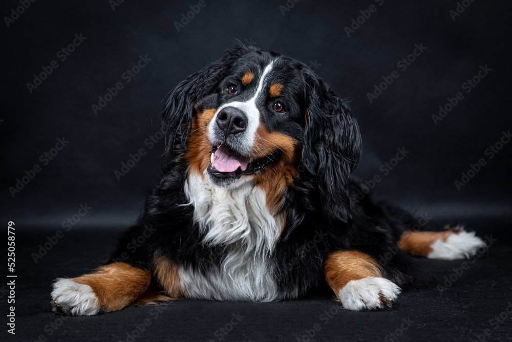 portrait of the Bernese Mountain Dog 