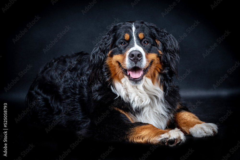 portrait of the Bernese Mountain Dog 