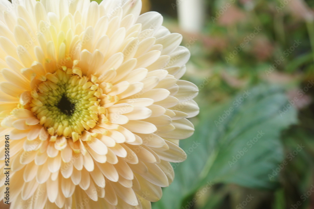 beautiful gerbera flower bloom in the garden beautiful gerbera flower bloom in the garden