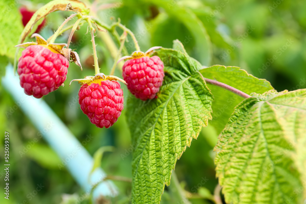 Bush with delicious raspberries, closeup Bush with delicious raspberries, closeup