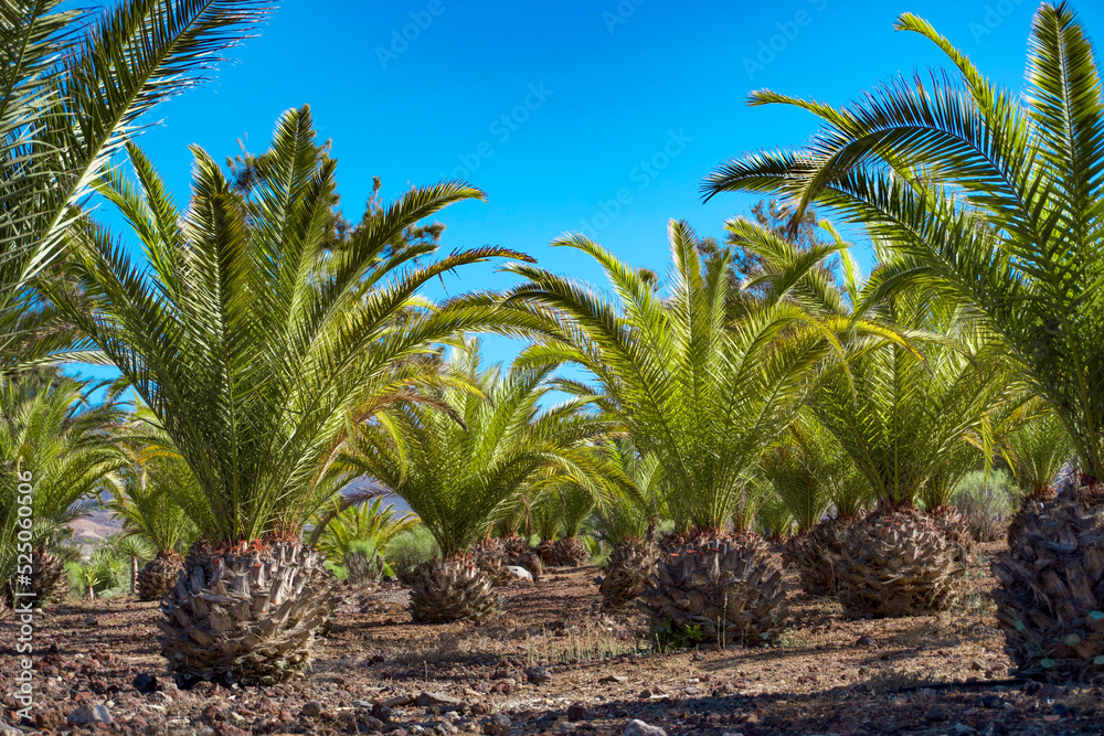 Pineapple Palm Trees 