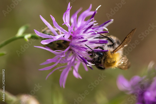 Eine Biene sucht sich Nektar