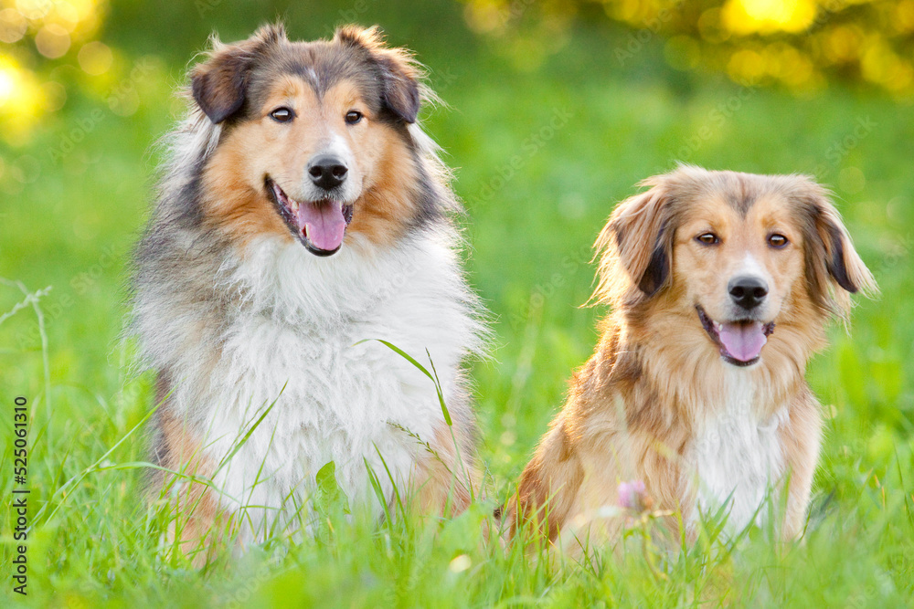 two dog friends sitting in grass with tongue out two dog friends sitting in grass with tongue out