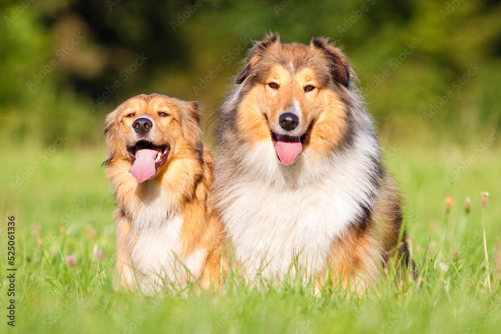 two dog friends sitting in grass with tongue out