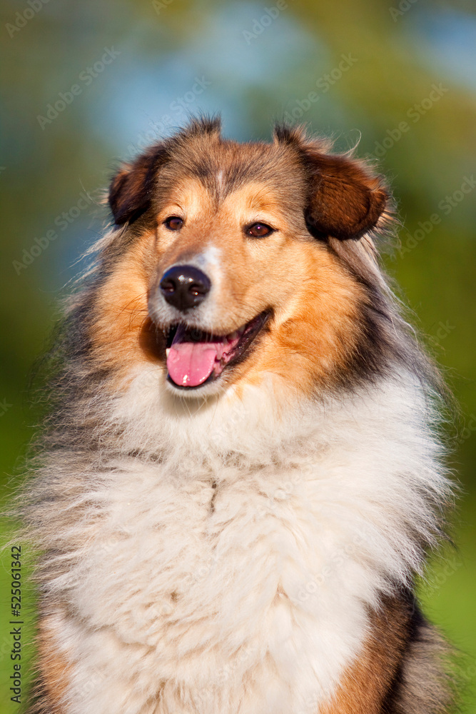 smiling rough collie dog portrait with tongue out