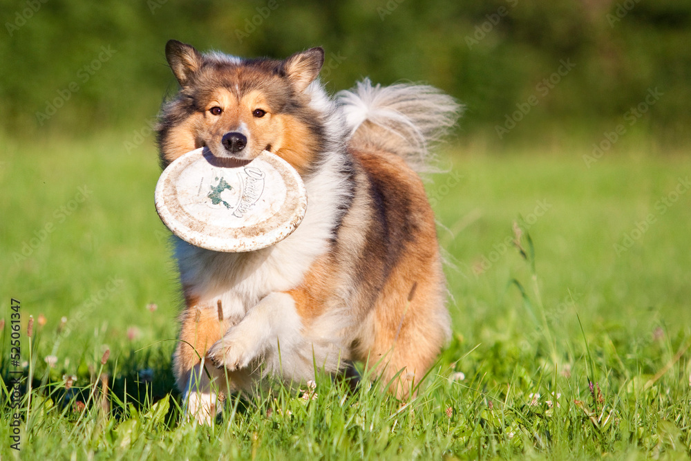 rough collie dog playing and carrying frisbee in grass rough collie dog playing and carrying frisbee in grass