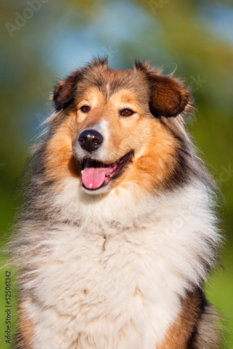 smiling rough collie dog portrait with tongue out © stepko