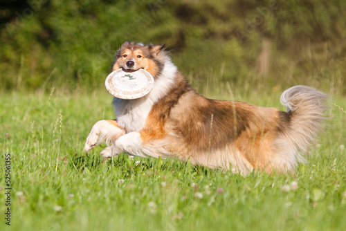 rough collie dog running and carrying frisbee in grass © stepko