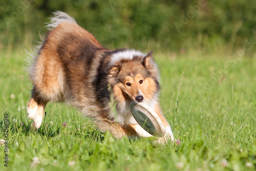 rough collie dog playing and jumping with frisbee in grass