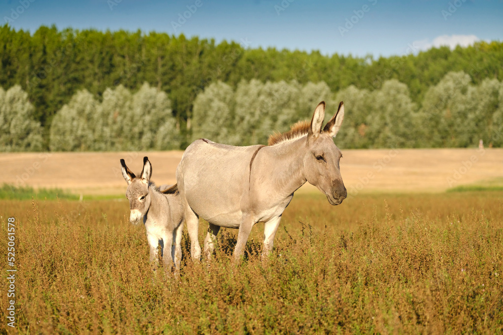 Grey cute baby donkey and mother on summer meadow