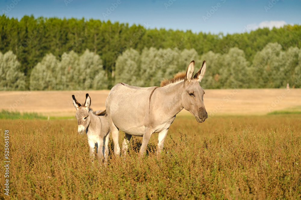 Grey cute baby donkey and mother on summer meadow Grey cute baby donkey and mother on summer meadow