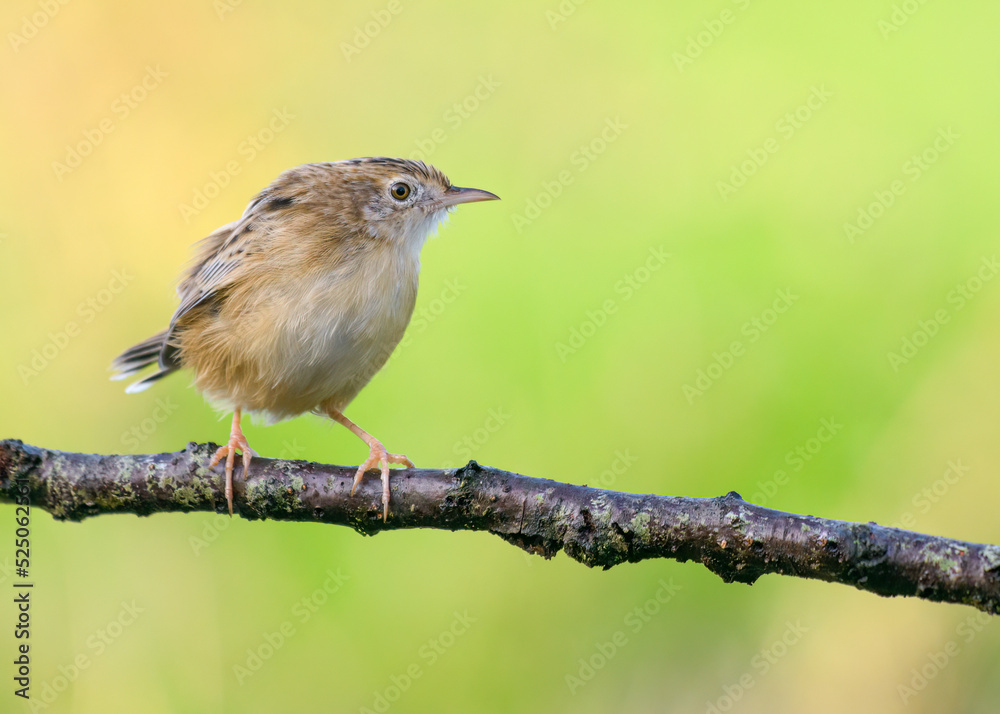Zitting Cisticola young bird close up isolated on bright green background Zitting Cisticola young bird close up isolated on bright green background
