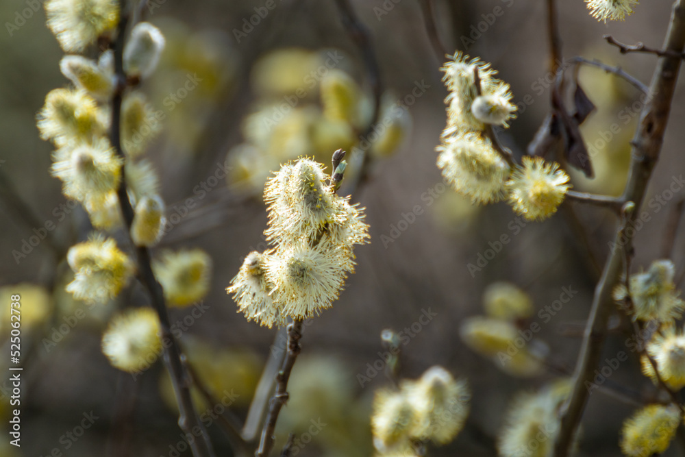 Branches with fluffy blooming buds close-up on spring sunny day. Willow catkins in forest on blurred background, Easter holiday symbol Branches with fluffy blooming buds close-up on spring sunny day. Willow catkins in forest on blurred background, Easter holiday symbol