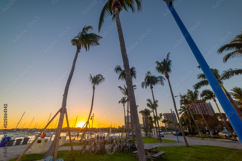Obraz premium Coconut Grove under a clear sky at sunset