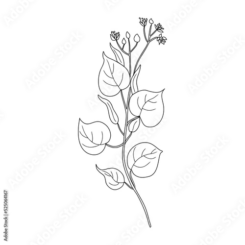 Linden flower brunch, decorative graphic basswood vector hand drawn ink illustration isolated on white, honey wild flower outline doodle sketch for design herbal tea, cosmetic, natural medicine