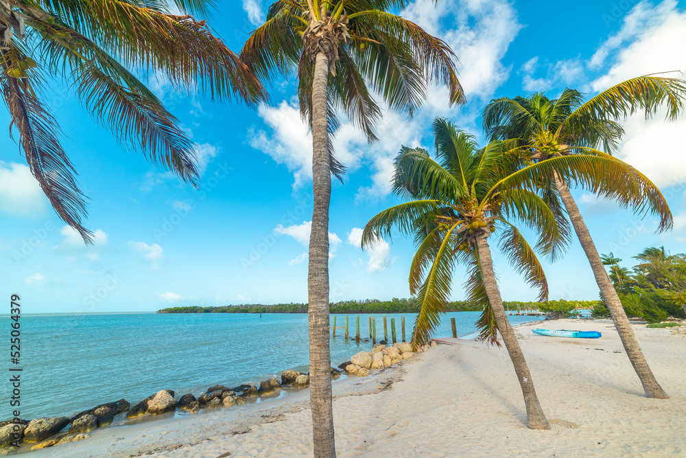 Fototapeta premium Palm trees in Sombrero beach