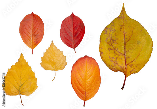Multicolored fallen autumn leaves isolated on white background
