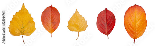 Multicolored fallen autumn leaves isolated on white background photo
