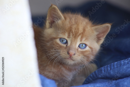 Blue-eyed kitten Strolchi