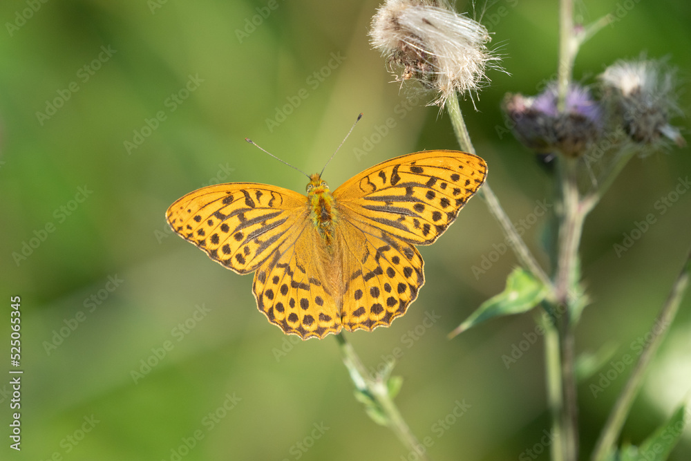 Silver-washed fritillary (Argynnis paphia) Silver-washed fritillary (Argynnis paphia)