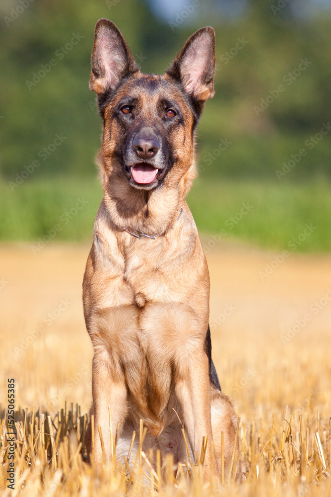 portrait of german shepherd sitting with tongue out in stubble field portrait of german shepherd sitting with tongue out in stubble field