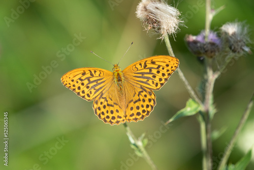 Silver-washed fritillary (Argynnis paphia) © Johannes Jensås