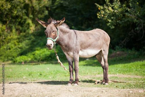 Donkey on a farm grazing in a meadow. Animal portrait