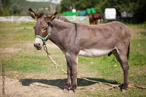 Donkey on a farm grazing in a meadow. Animal portrait