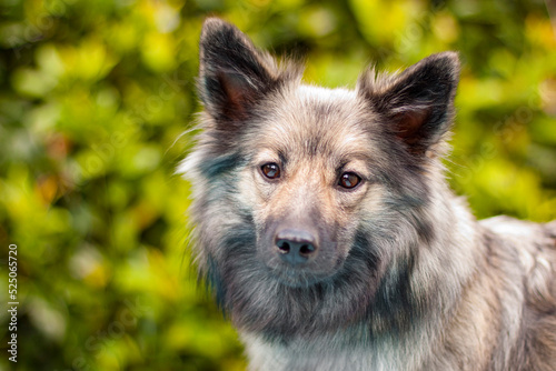 icelandic sheepdog portrait with brown sparkling eyes