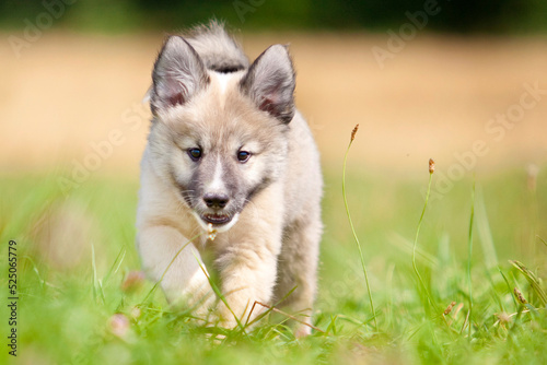Foto icelandic sheepdog puppy walking through grass